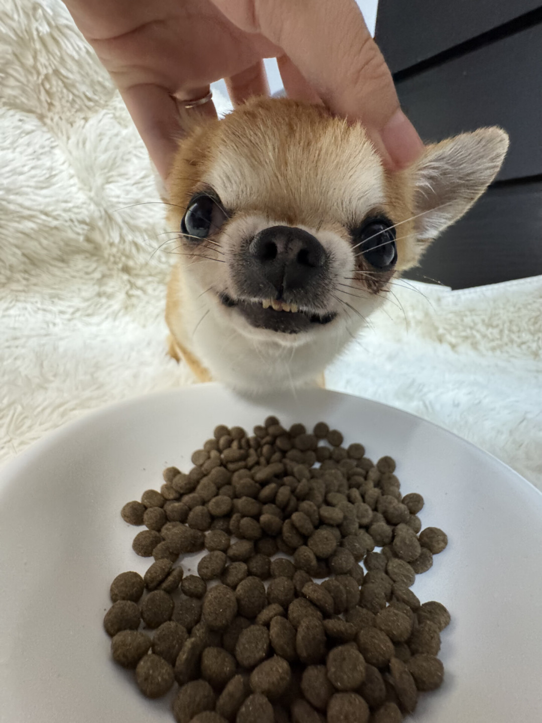 一靠近食盆就龇牙低吼?翻完三派网友的几千条评论,我整理出这份处理顺序