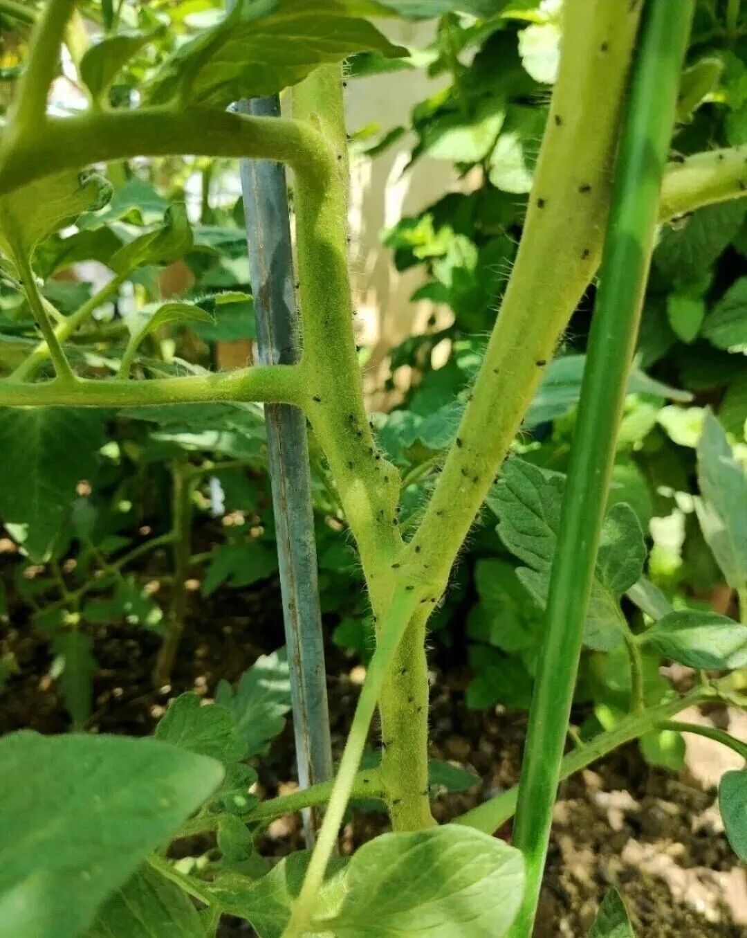 菜虫别急着浇白醋:对比了6类杀虫药剂,喷完多久能吃也说清楚了