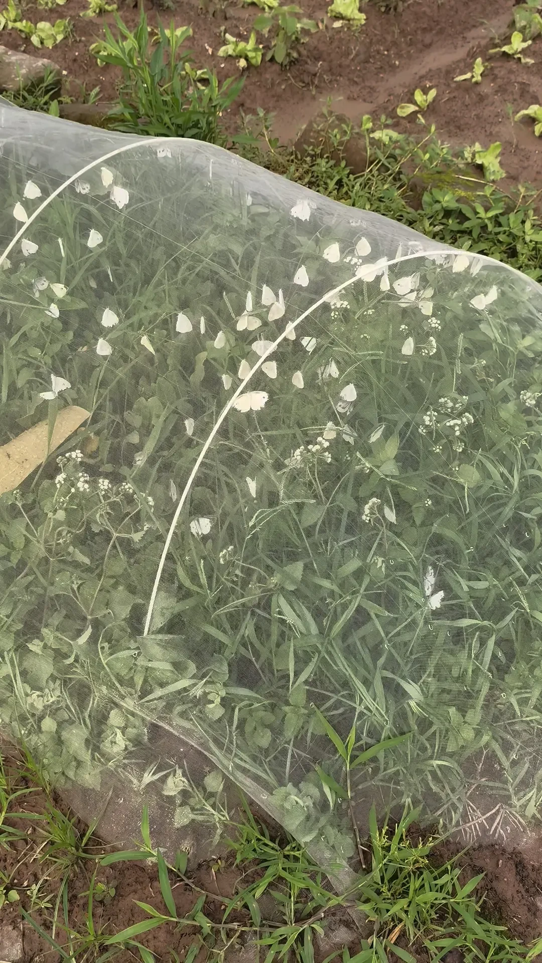 菜虫别急着浇白醋:对比了6类杀虫药剂,喷完多久能吃也说清楚了