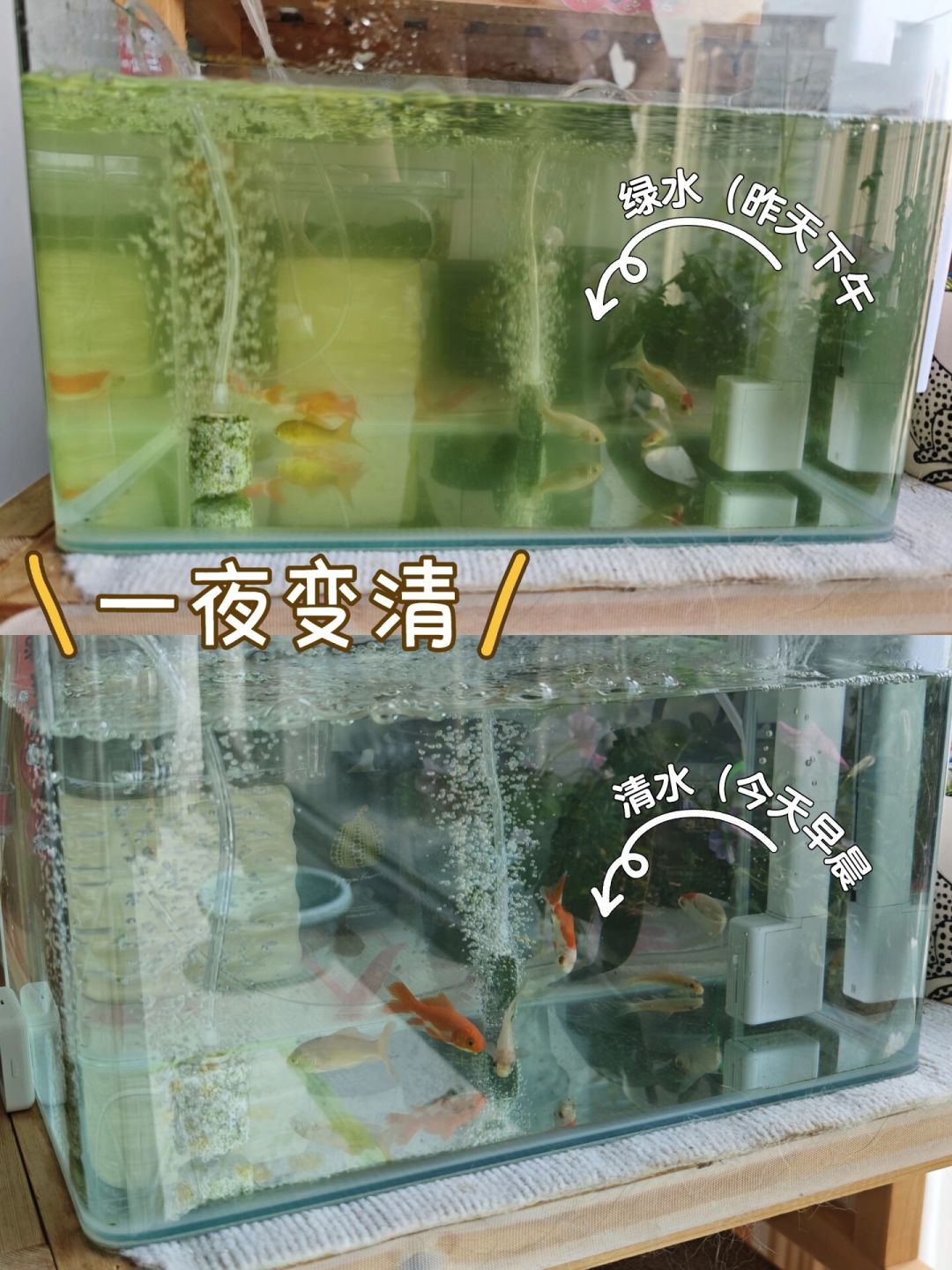 鱼缸绿水一夜变清?一条毛巾就够了,但买UV杀菌灯前一定要问这三件事