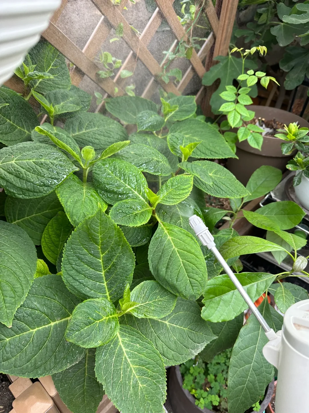 电动喷壶是真香还是智商税?翻遍全网红黑榜:大多数人没栽在品牌,是选错了类型