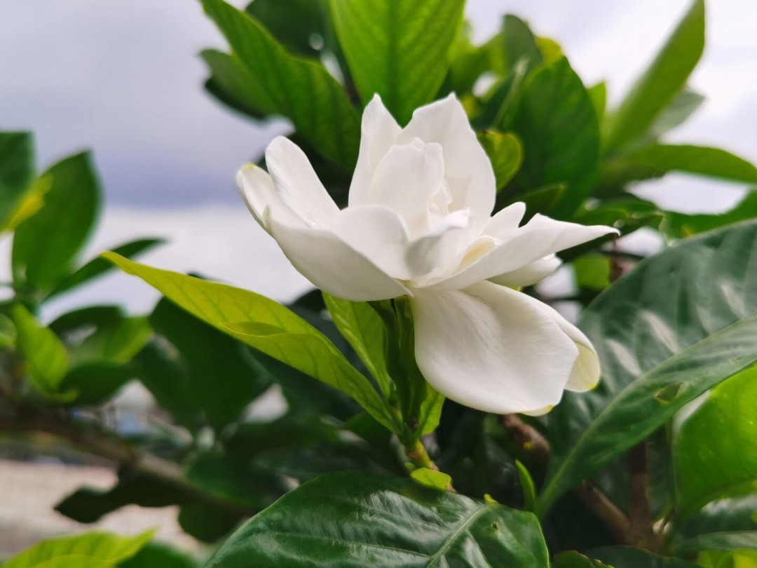你的栀子花六月就谢了,别人的八月还在开?差别在“品种”,附秋季购盆避坑指南