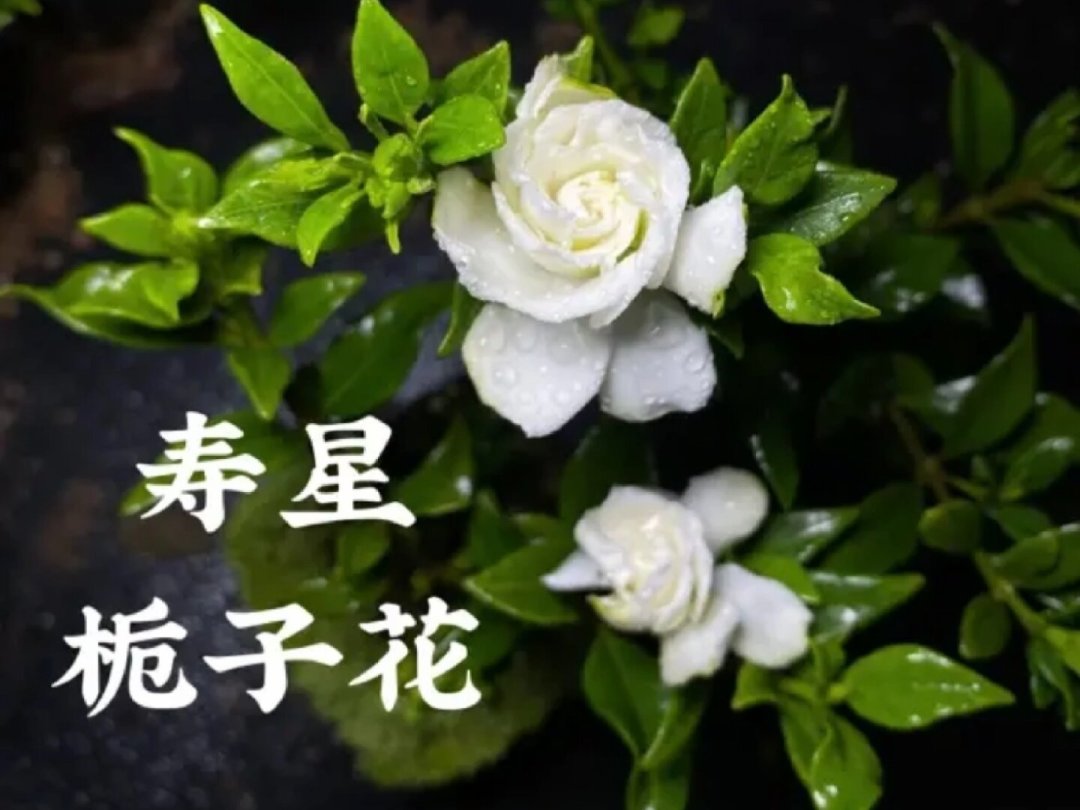 你的栀子花六月就谢了,别人的八月还在开?差别在“品种”,附秋季购盆避坑指南