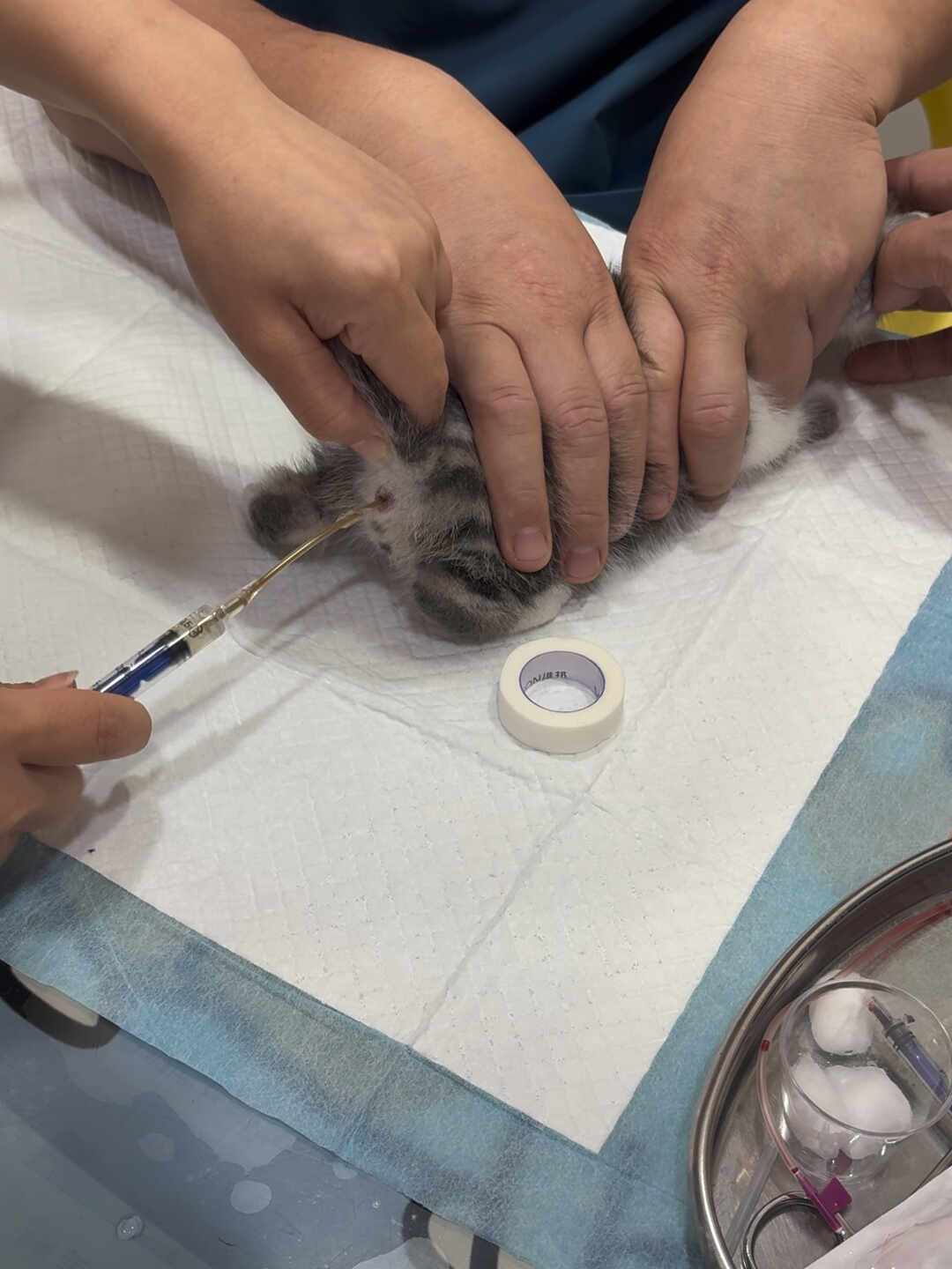 7、8月买猫最容易撞上“星期猫”:接回小猫后的前48小时,这份清单能救猫也能把钱要回来