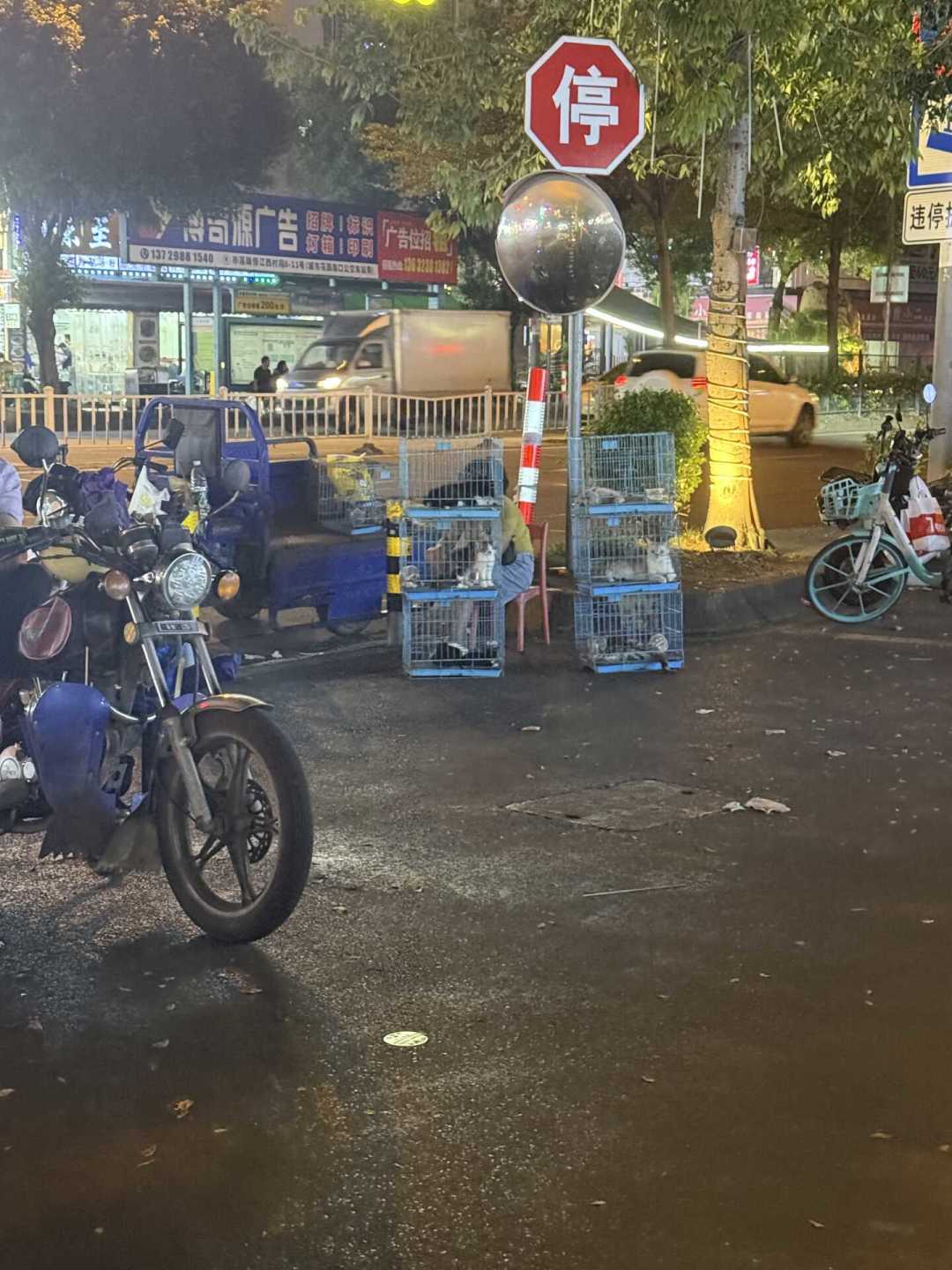 7、8月买猫最容易撞上“星期猫”:接回小猫后的前48小时,这份清单能救猫也能把钱要回来