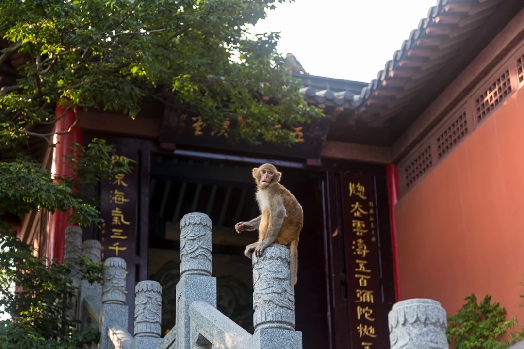 有人看到满山猴,有人一只没见着:暑期收官带娃去“孙悟空老家”,先算清这笔账