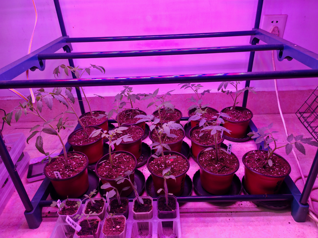 出伏还有3天,秋播清单已经刷屏:8月下旬阳台秋播,先看温度再看日历