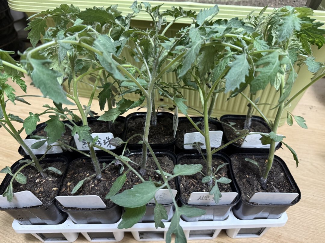出伏还有3天,秋播清单已经刷屏:8月下旬阳台秋播,先看温度再看日历