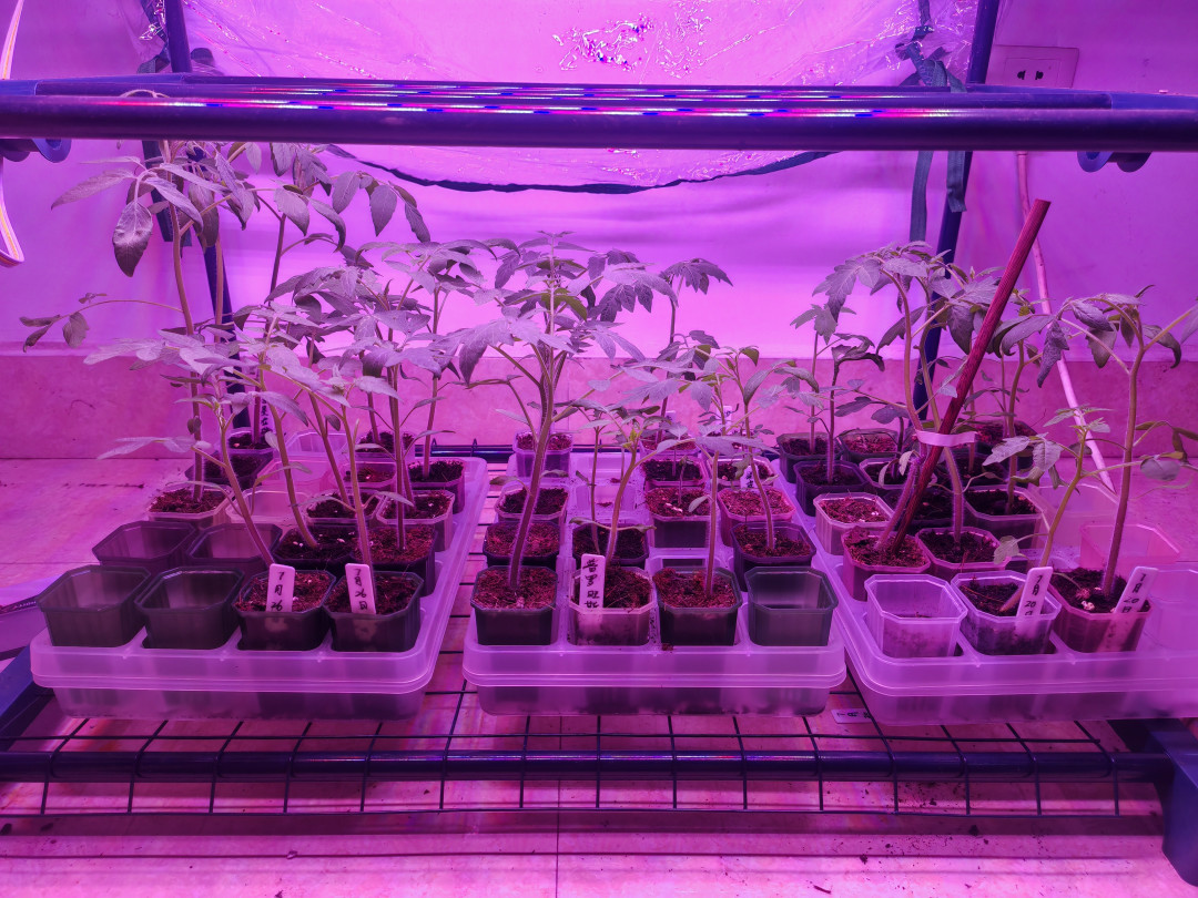 出伏还有3天,秋播清单已经刷屏:8月下旬阳台秋播,先看温度再看日历