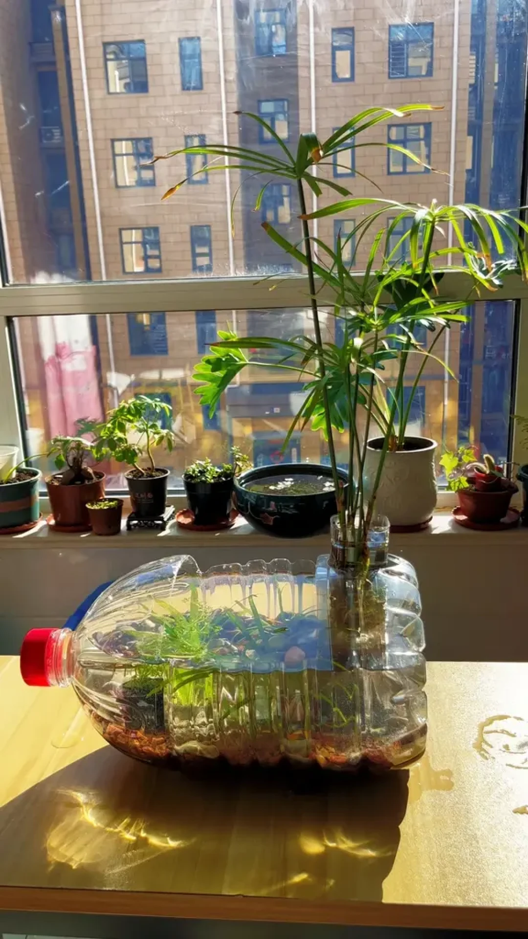 “不换水”鱼缸其实有门槛:做对5件事的人成功了,翻车的人踩的是同3个坑