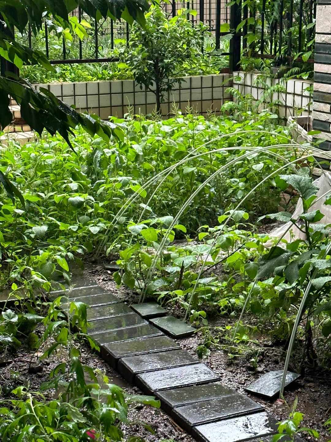 “蔬菜自由”账本之争:家庭种菜到底是省钱还是亏钱?
