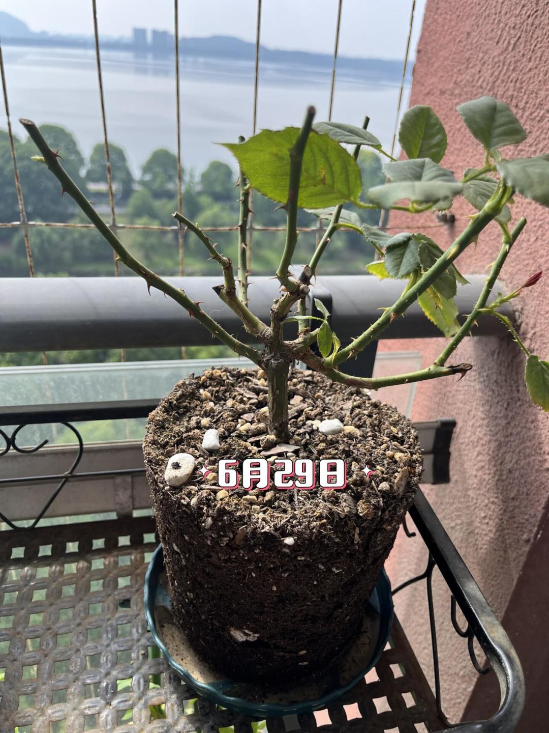 蔫了的花,八成不是缺水:8月23日出伏前,用三个问题决定“救还是换”