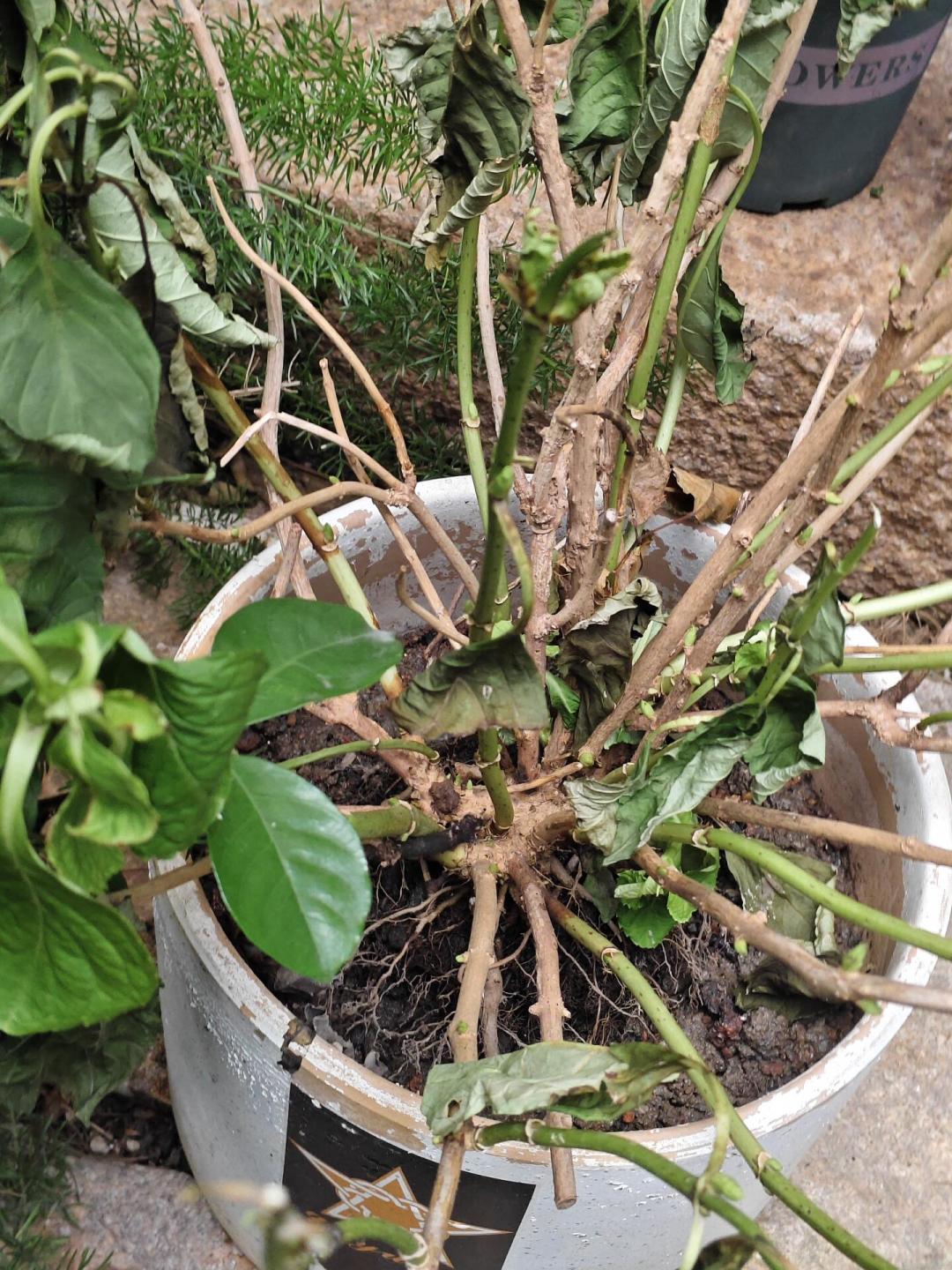 蔫了的花,八成不是缺水:8月23日出伏前,用三个问题决定“救还是换”