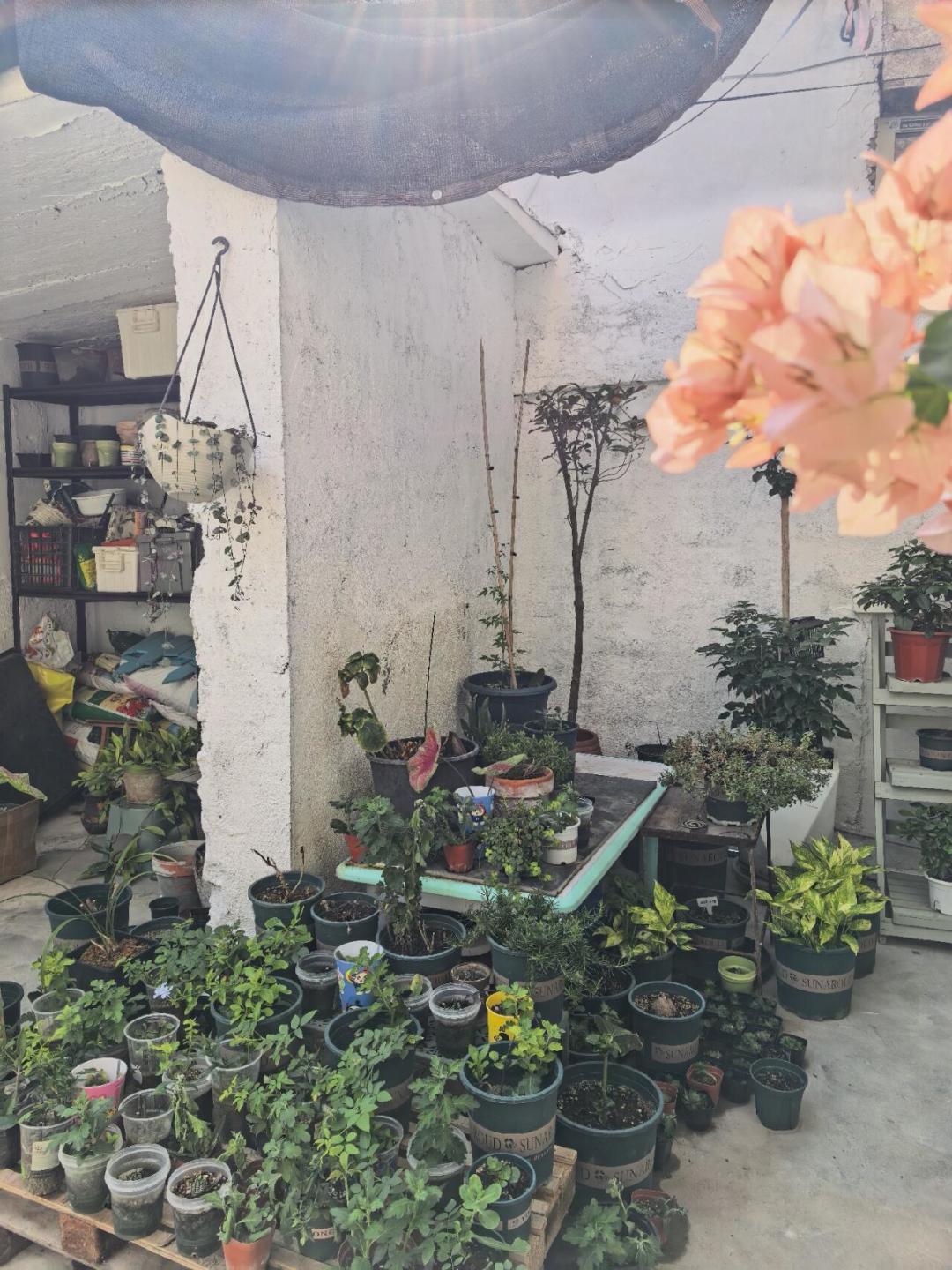 蔫了的花,八成不是缺水:8月23日出伏前,用三个问题决定“救还是换”