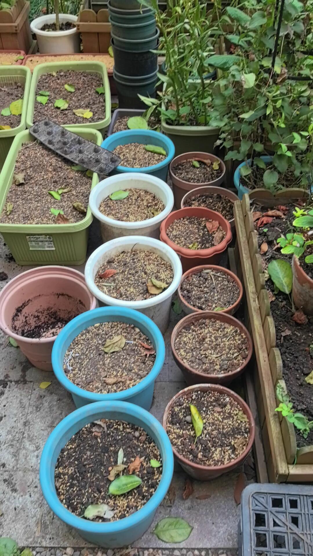 蔫了的花,八成不是缺水:8月23日出伏前,用三个问题决定“救还是换”