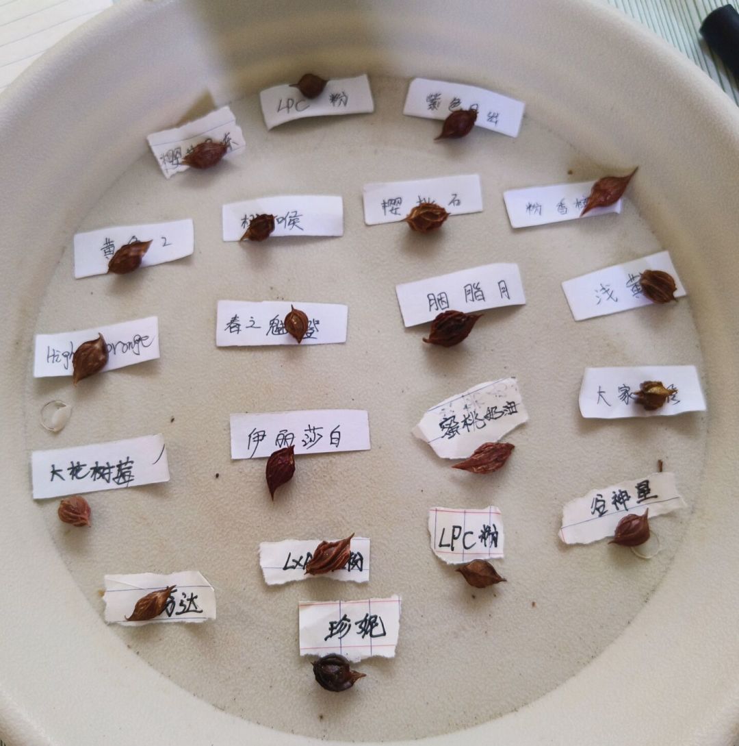 8月下旬,秋播该布局了:这两周播下去的,决定明年春天你阳台的花量