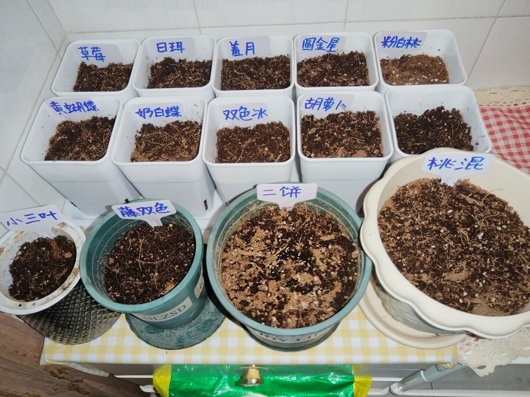 8月下旬,秋播该布局了:这两周播下去的,决定明年春天你阳台的花量
