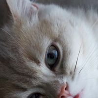 什么牌子的烘焙猫粮好？9月最新国产十大放心烘焙猫粮品牌排行榜