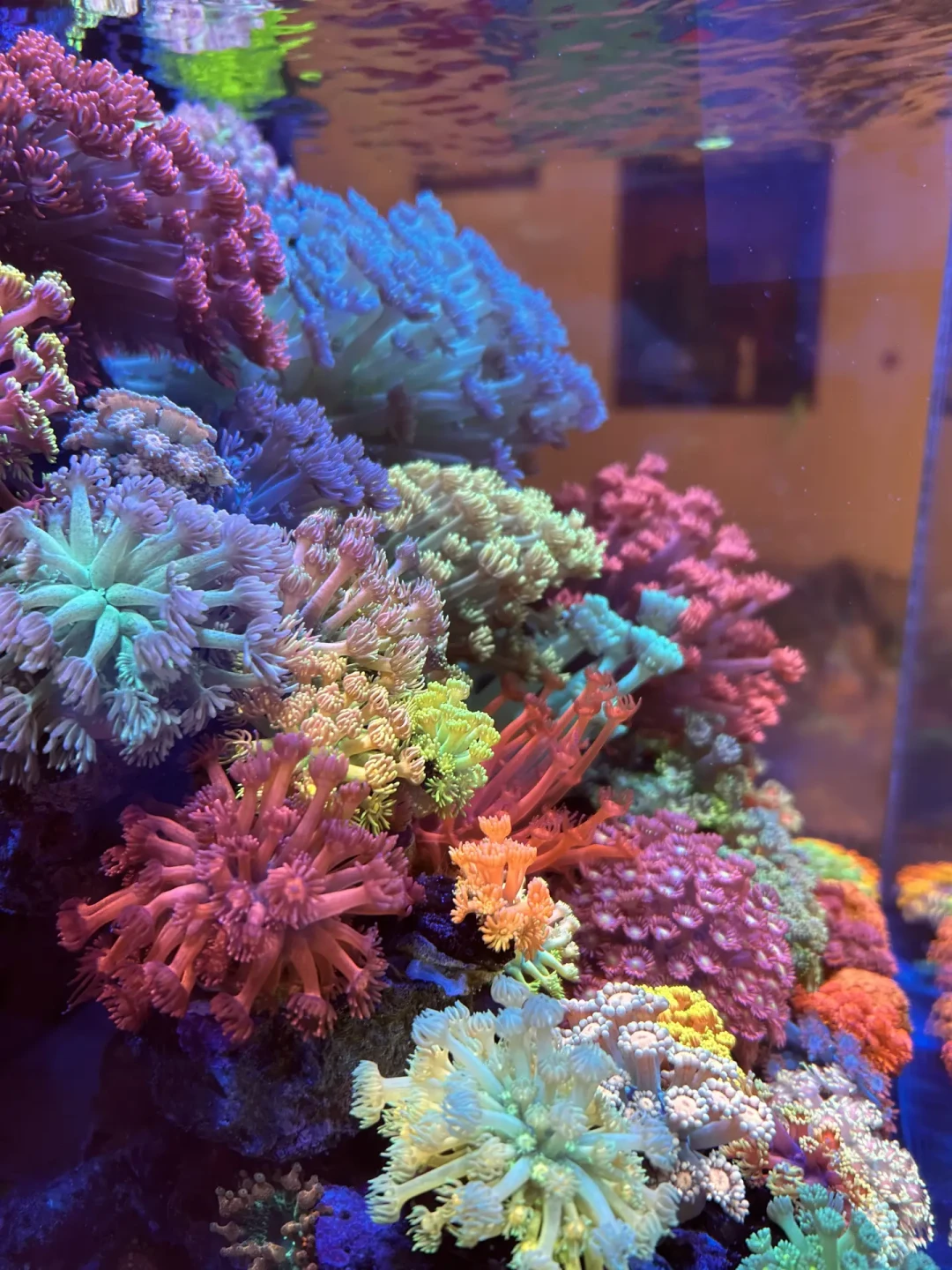 奶嘴海葵腰斩、草皮成赠送款:珊瑚行情崩了,哪些能捡漏、哪些千万别碰