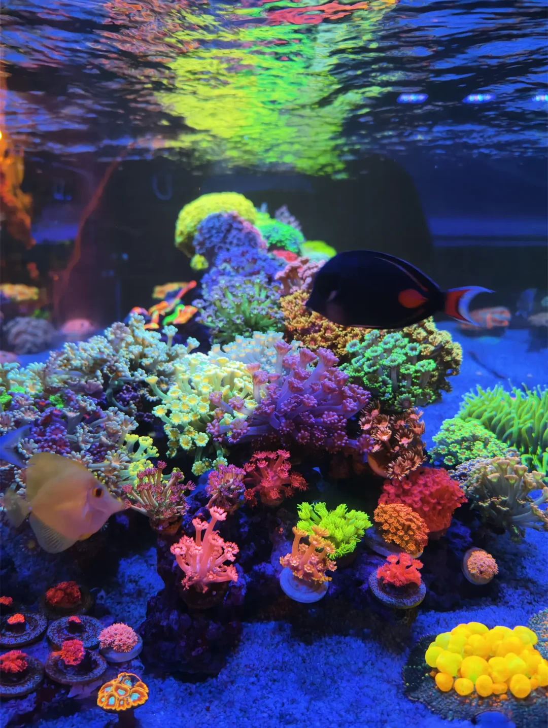 奶嘴海葵腰斩、草皮成赠送款:珊瑚行情崩了,哪些能捡漏、哪些千万别碰