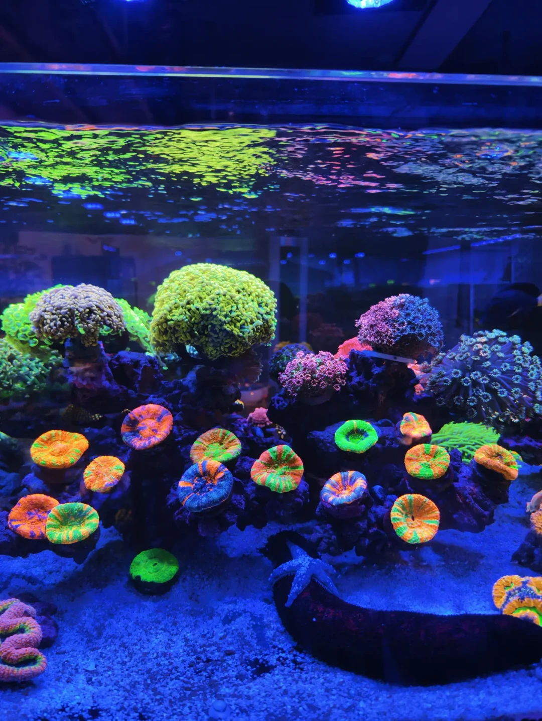 奶嘴海葵腰斩、草皮成赠送款:珊瑚行情崩了,哪些能捡漏、哪些千万别碰
