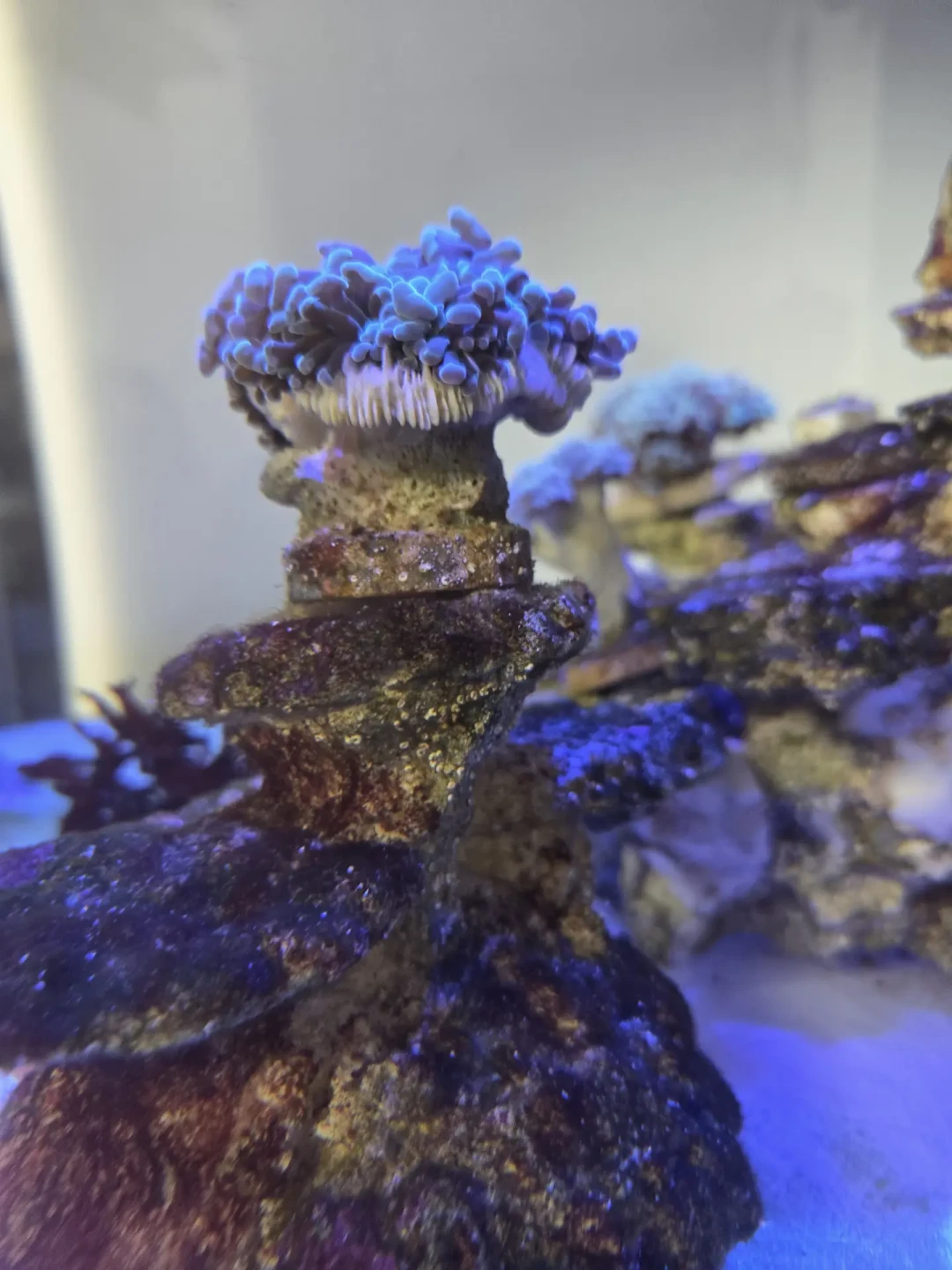 奶嘴海葵腰斩、草皮成赠送款:珊瑚行情崩了,哪些能捡漏、哪些千万别碰