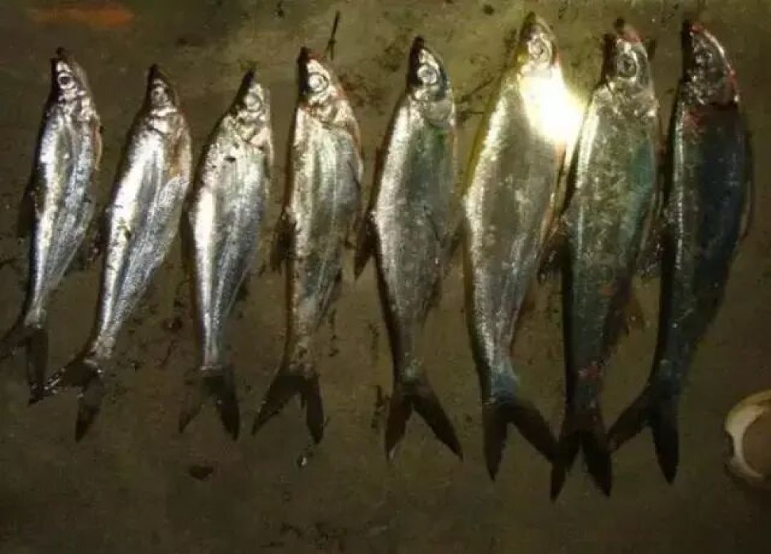 夏季翘嘴沉深水，路亚就废了？先搞懂水层，再谈炸水连竿