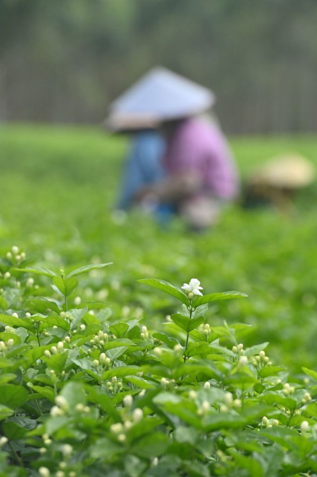 茉莉鲜花从2块涨到41块一斤:今年买