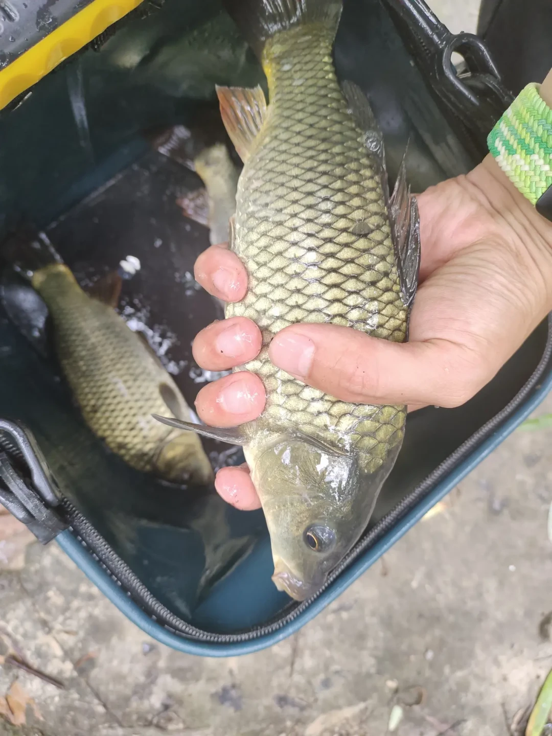 黑坑回锅鱼有口打不中？翻完20条钓友提问，7成人的问题不在鱼
