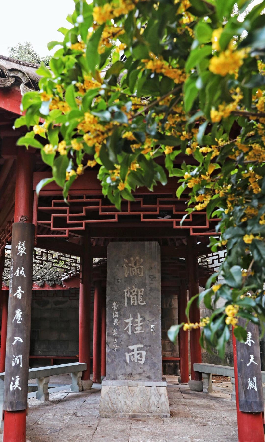头茬桂花早开了近一个月,但