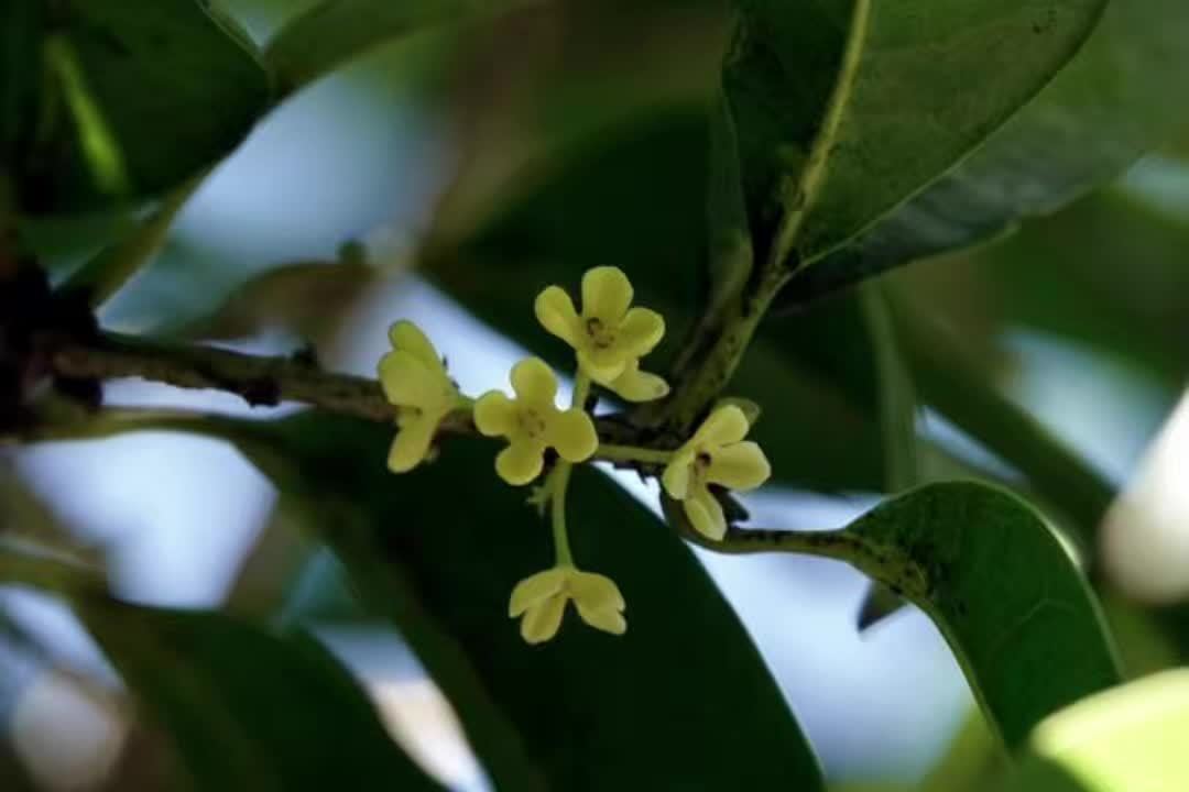 头茬桂花早开了近一个月,但