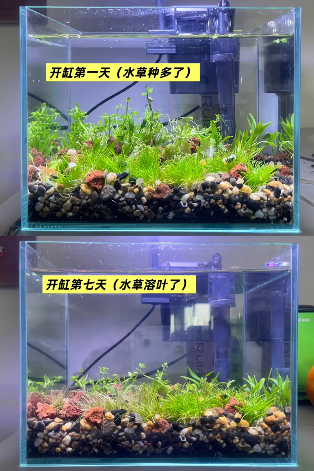 高温季草缸溶叶分诊与救草清单
