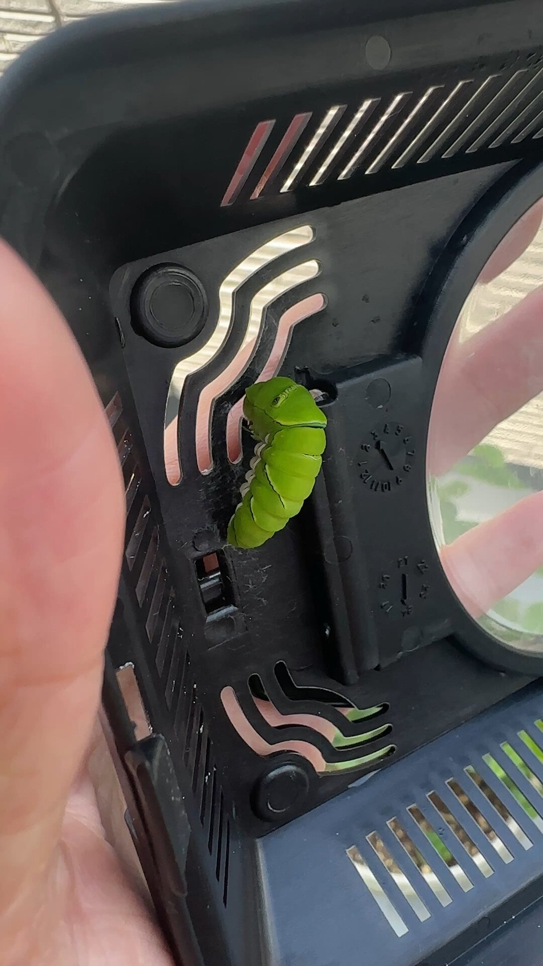 柠檬树上长了条肥虫子,捏死还是养成蝴蝶?我把全网近一个月的记录翻完了,给你算笔账
