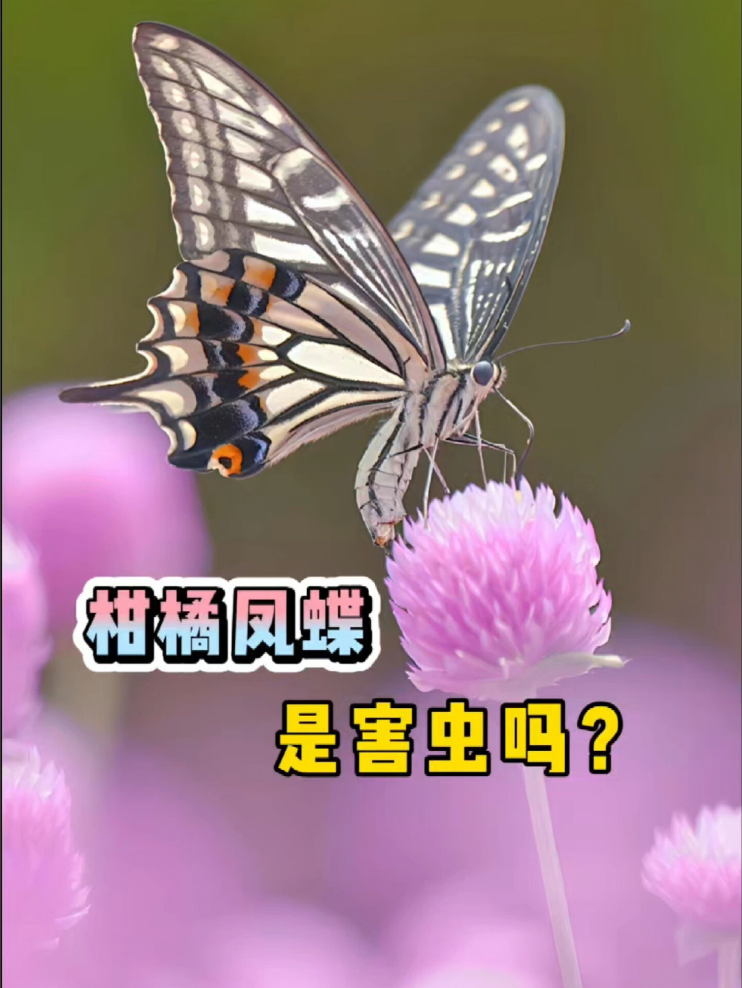 柠檬树上长了条肥虫子,捏死还是养成蝴蝶?我把全网近一个月的记录翻完了,给你算笔账