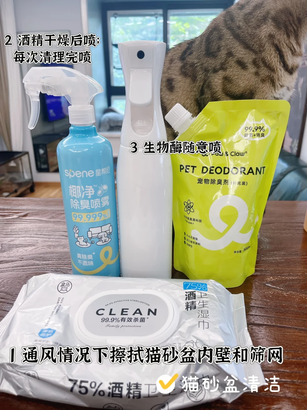 5只幼猫死于拖地：到底什么消毒液对猫才是安全的？