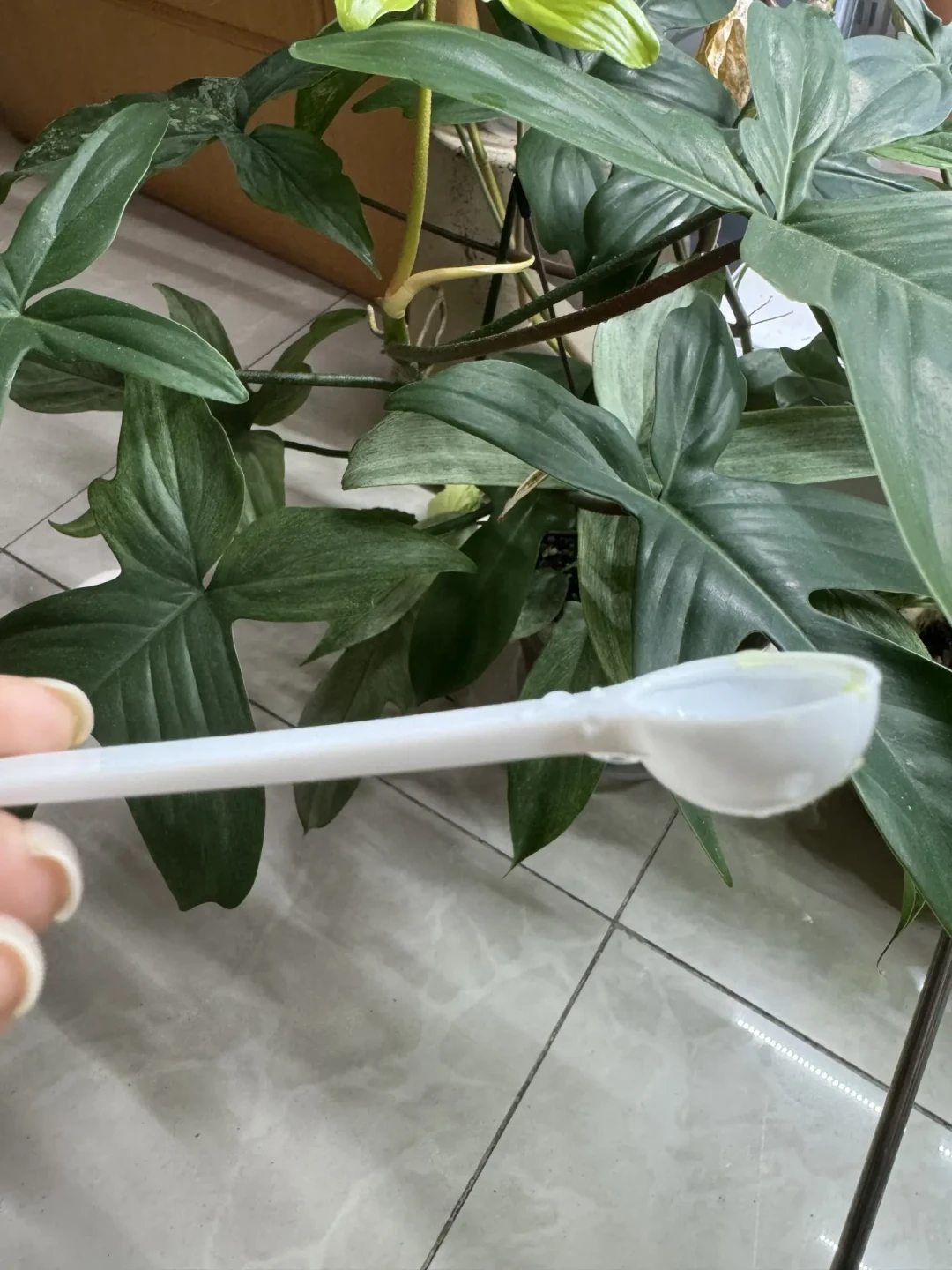 花多多配的白勺其实是2克:你以为的