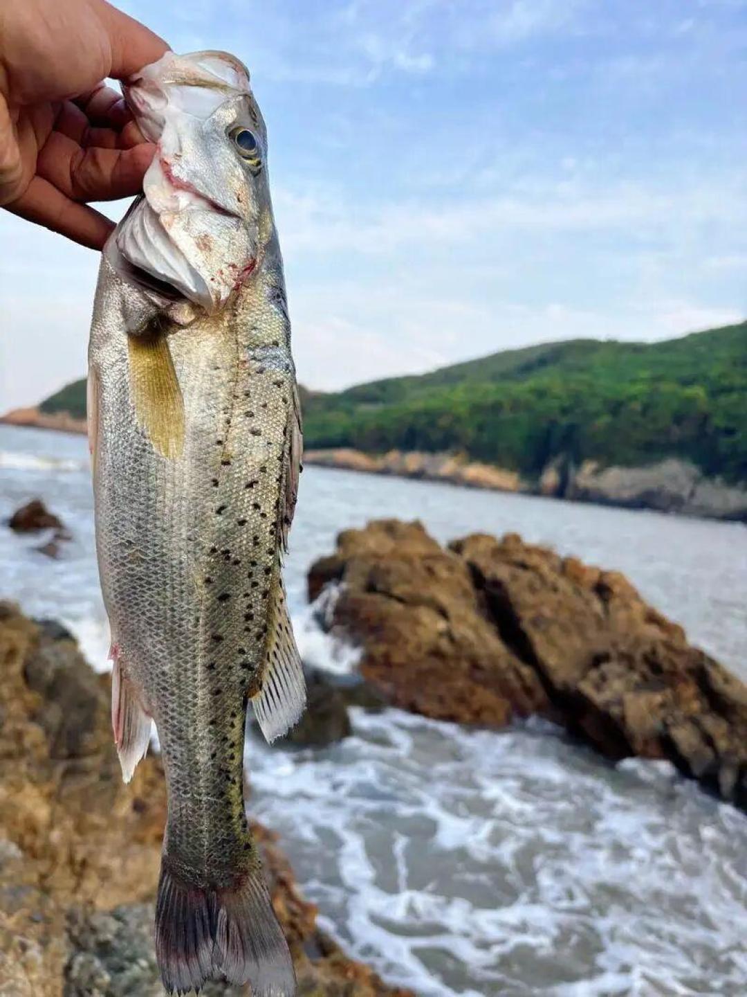 同样是风暴潮,有人爆连有人空军:岸投海鲈的窗口,就藏在这三个时段里