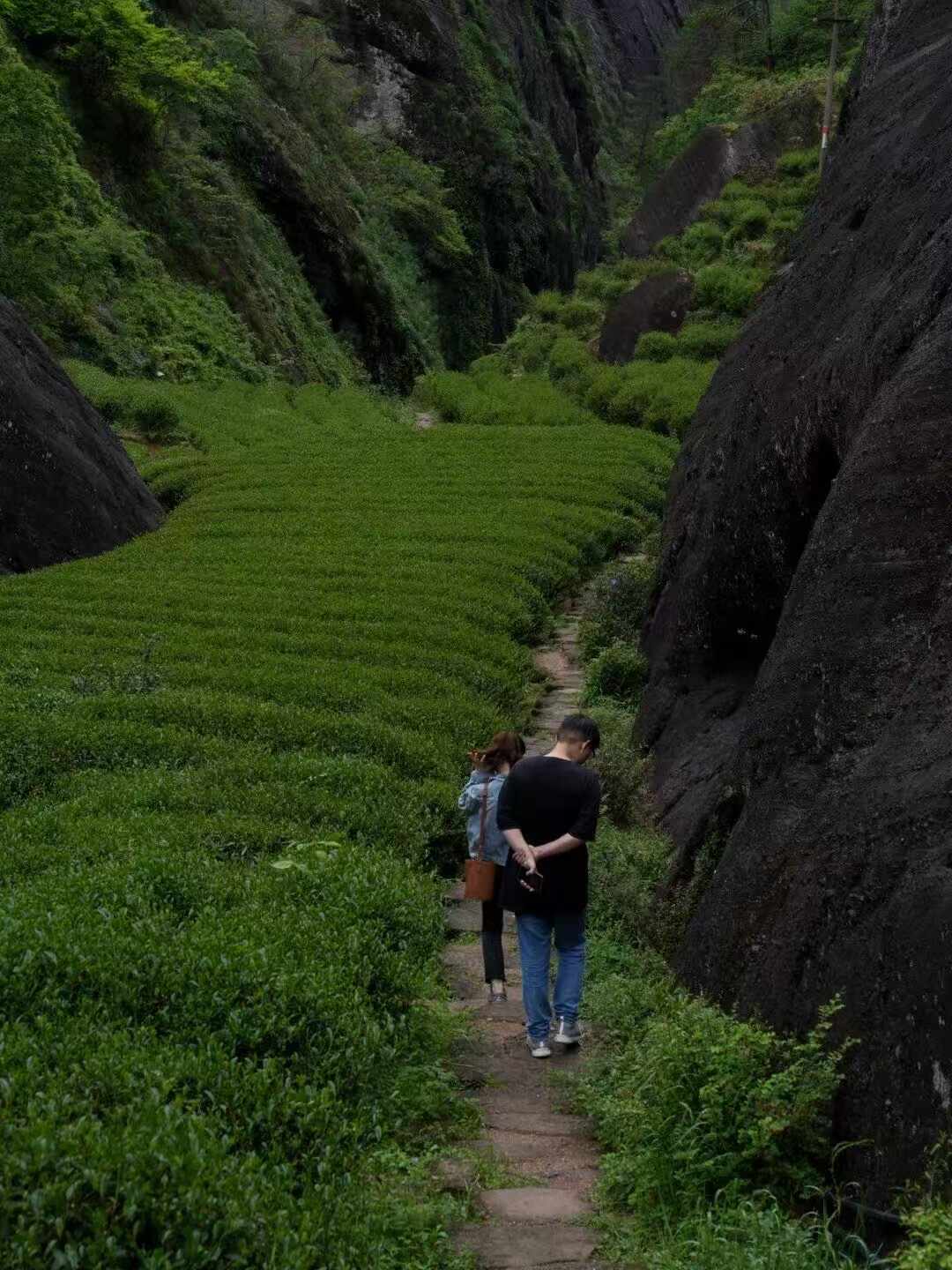 越贵的岩茶喝着越“淡”？先分清这4种“淡”，再决定退不退货