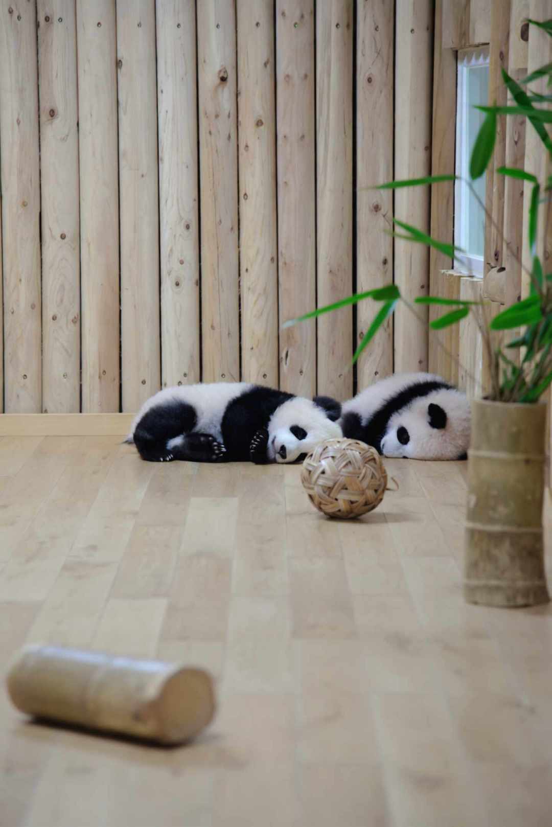 排队1小时,看熊1分钟:熊猫基地哪个产房值得排,写得明明白白