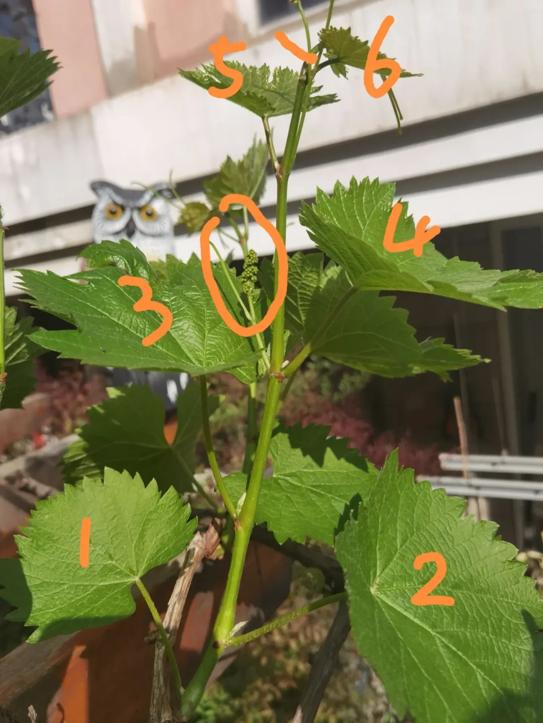 8月下旬，果树上剪哪一刀，决定明年的挂果：夏剪“该剪/别剪”清单
