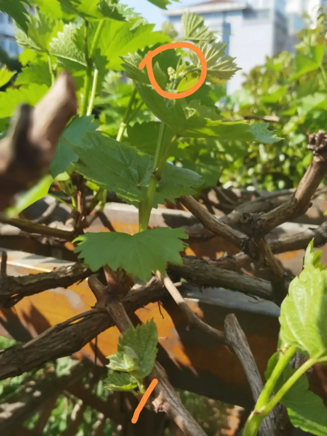 8月下旬，果树上剪哪一刀，决定明年的挂果：夏剪“该剪/别剪”清单