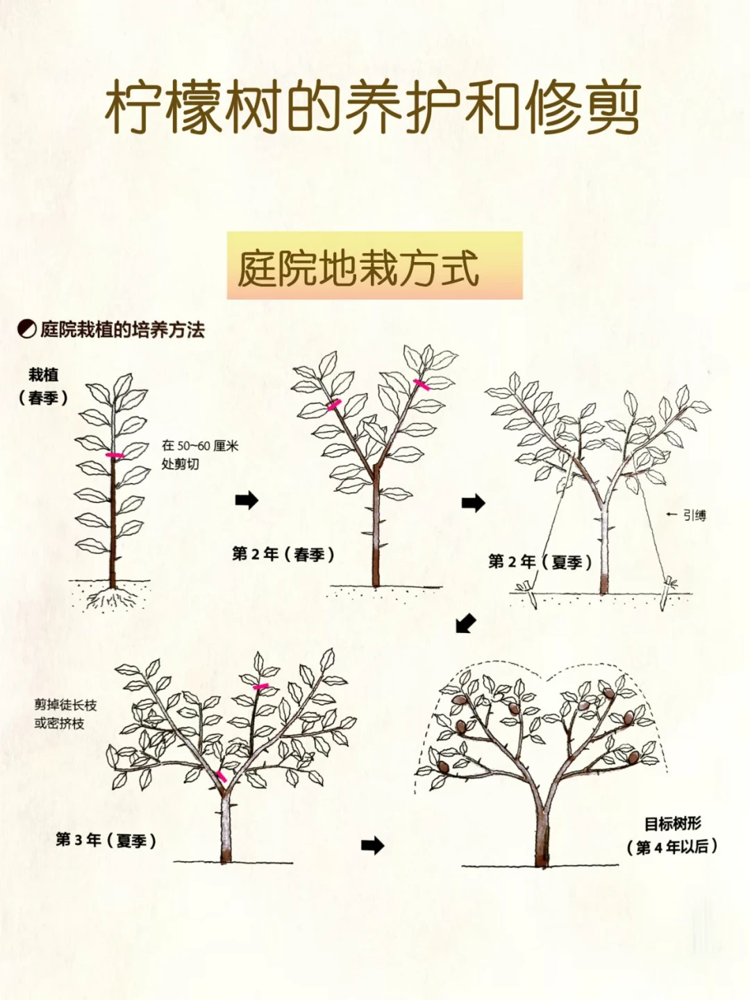 8月下旬，果树上剪哪一刀，决定明年的挂果：夏剪“该剪/别剪”清单