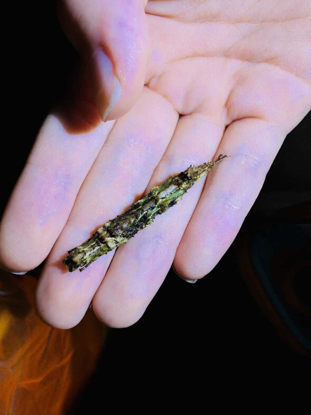 带娃去云南雨林夜观昆虫？同一个营地，一半人吹爆一半人避雷，先把这5条路线的差异看懂