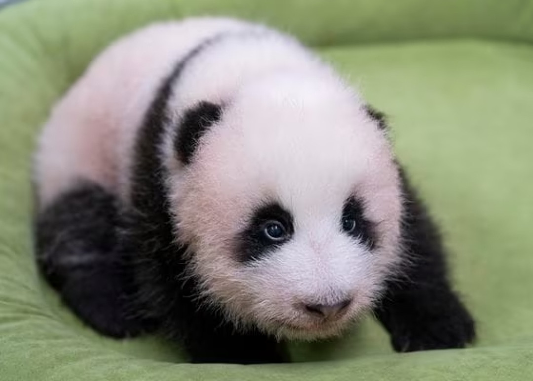 征名投票第3天,佑宝国内侧已过半、韩国线下榜首却是曙宝:俊宝阵营只剩10天