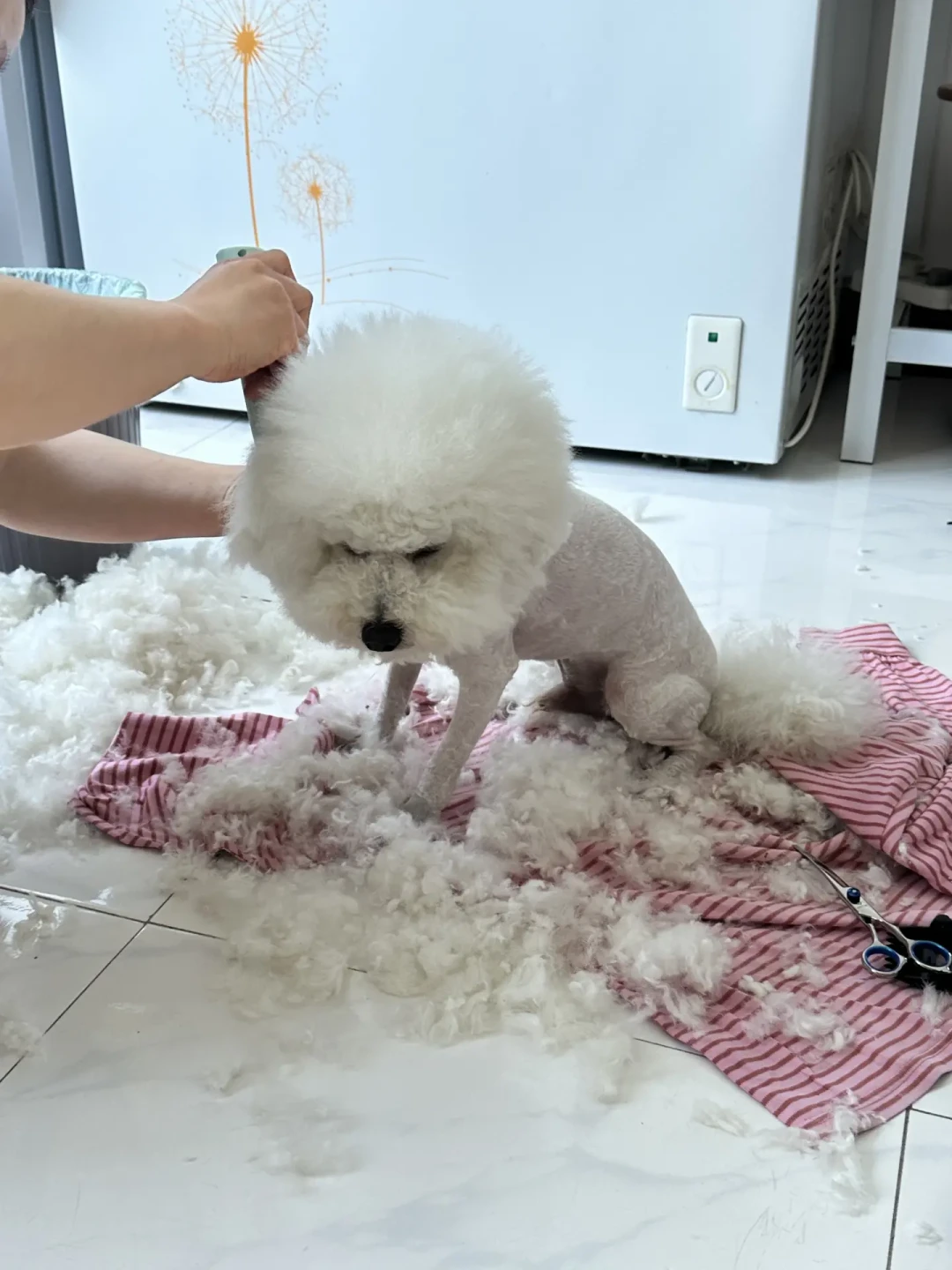 傍晚遛狗20分钟,抢救花了5000块:大型犬中暑,七成发生在你以为安全的时段