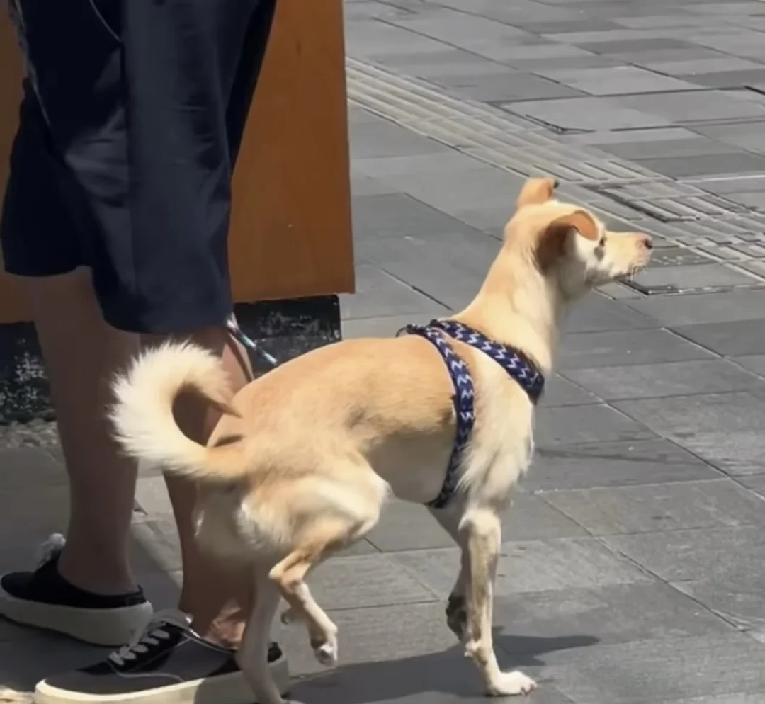 傍晚遛狗20分钟,抢救花了5000块:大型犬中暑,七成发生在你以为安全的时段