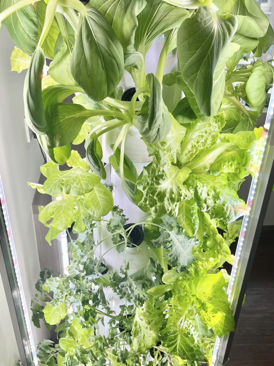水培塔又火了，但8月是最容易翻车的季节：翻完全网实测，菜不够吃，还可能先养出蚊子