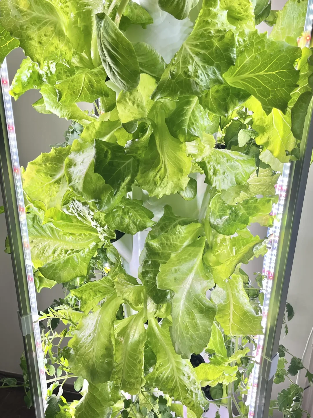 水培塔又火了，但8月是最容易翻车的季节：翻完全网实测，菜不够吃，还可能先养出蚊子