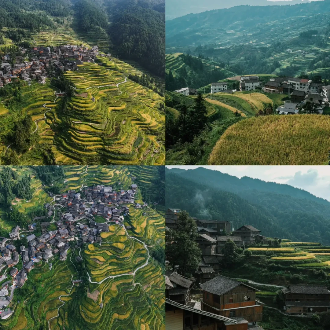 堂安梯田现在还是绿的:对照3年实况,