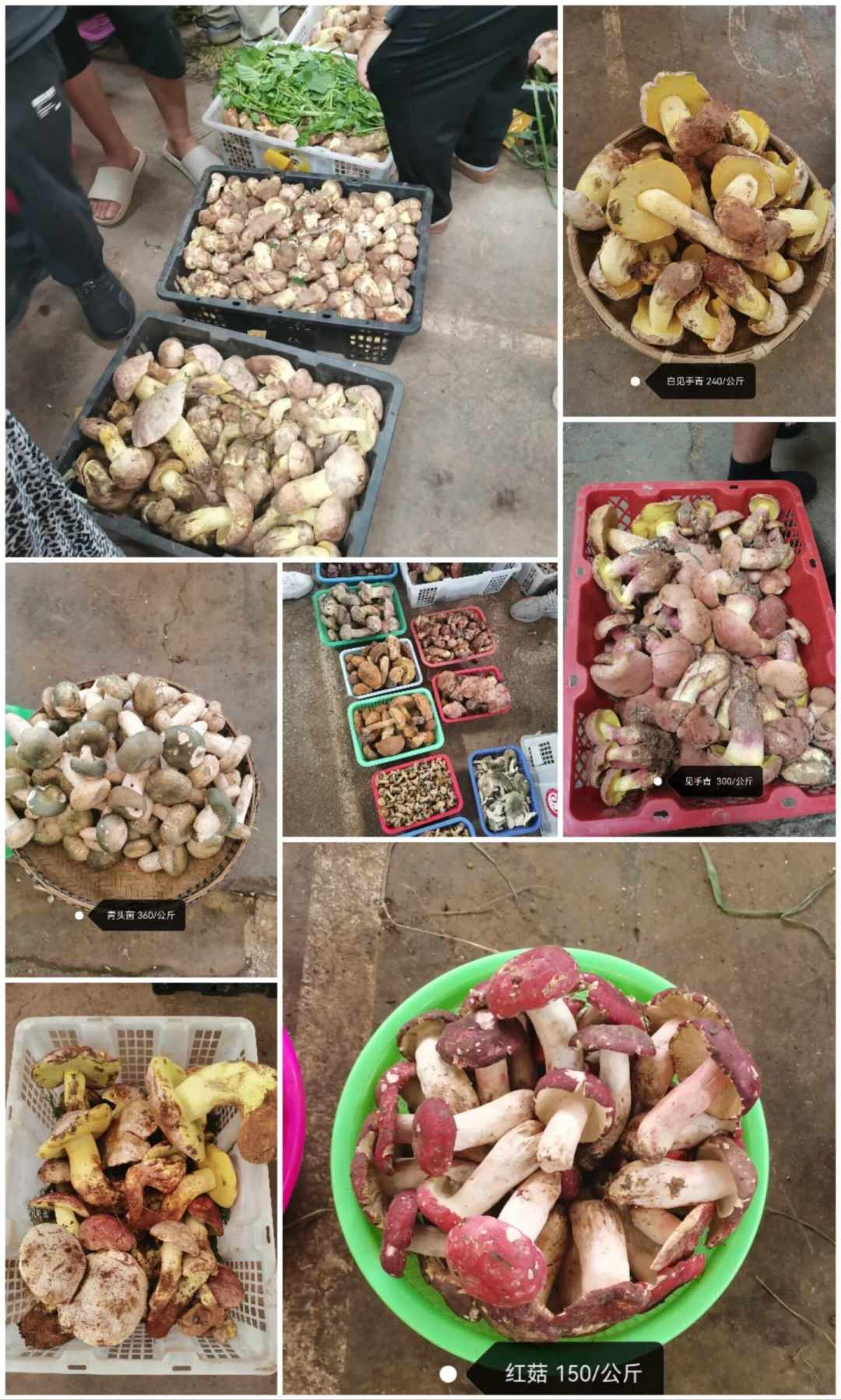 菌子季进入倒计时：我把木水花的避坑帖、本地人评论区和官方提醒整理成了一份买菌攻略